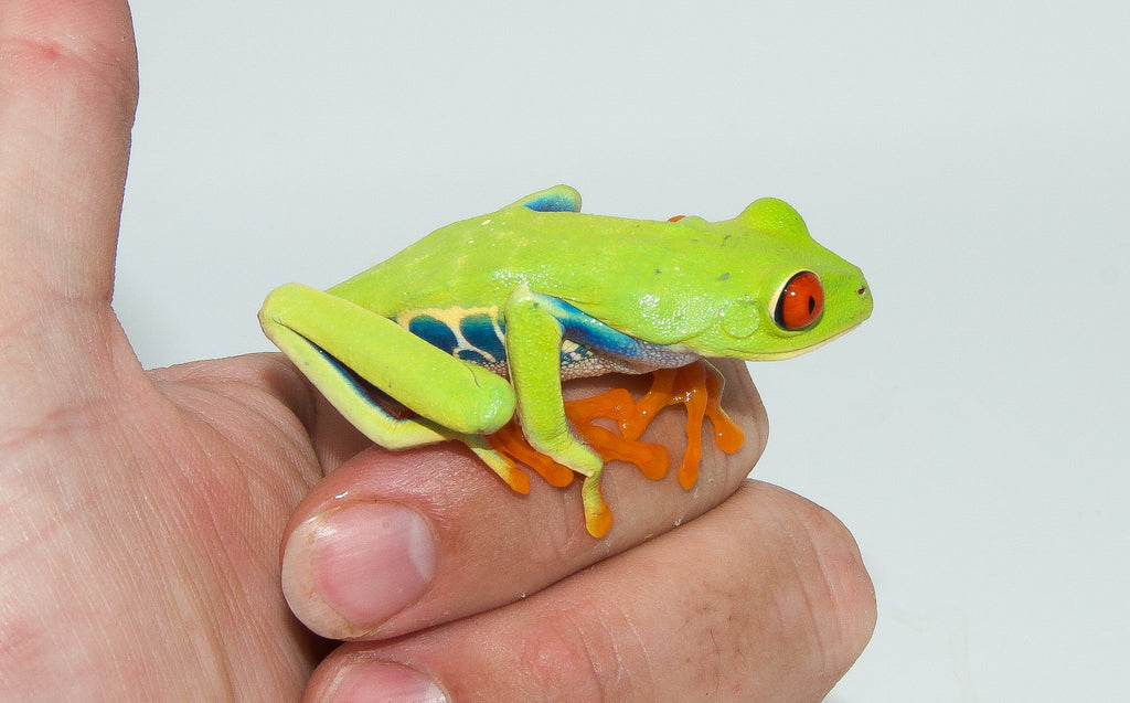 Red Eyed Tree Frog